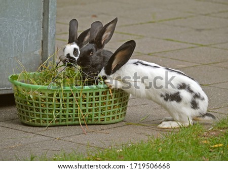 Three super cute bunnies while eating grass.