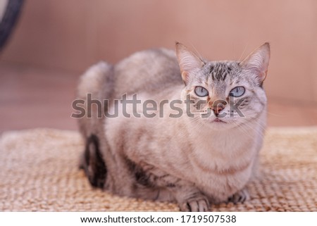Grey color hair female cat observing to her right.
Female cat turns her head to her right to observe something moving on the terrace. Cat is laying on a carpet. Outdoor photo. Natural ligth photo.