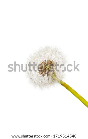 macro closeup of a fluffy white common dandelion flower Taraxacum officinale plant head isolated on white