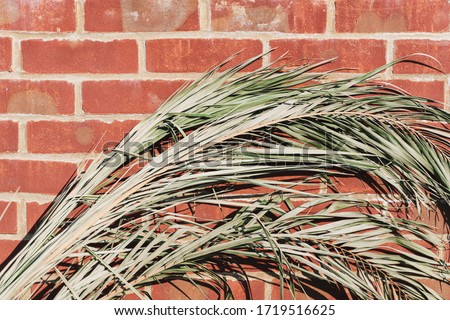 Dry Palm on terra cotta brick wall