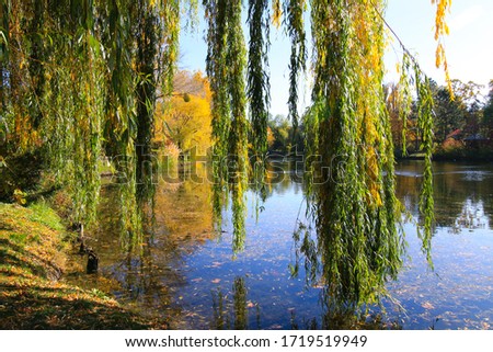 Photograph of the Wasserpark with Weeping Willows in Autumn Fall on a Sunny Day with Reflections in the Water and Leaves