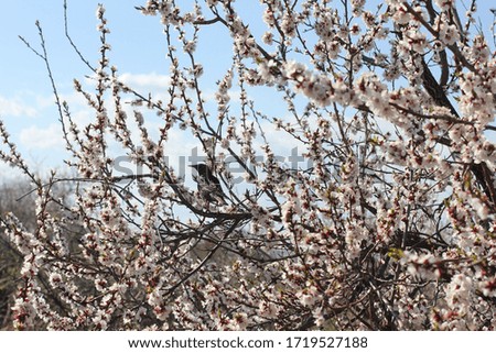 starling sitting on an apricot tree, color photo