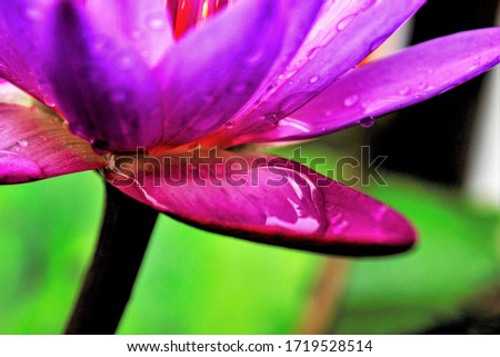  New bright purple color wallpaper with exotic flower close up, water lily, beautiful picture for meditation and aromatherapy for healthy life for old and young, colorful pink lotus for relaxation 