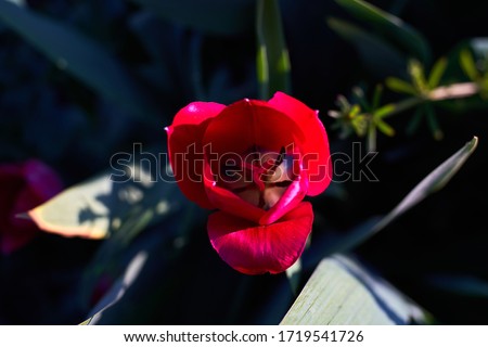Red tulip close up, outdoors. Macrophotography of flower with pink petals and green leaves from above, isolated, nature. Wallpaper, free text space, background
