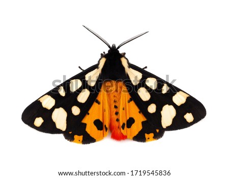 Cream-Spot Tiger Moth, Epicallia Villica isolated on white background