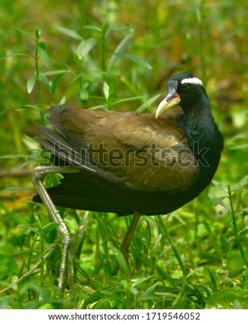 this is bronzed winged jacana ,picture taken 05.08.2018