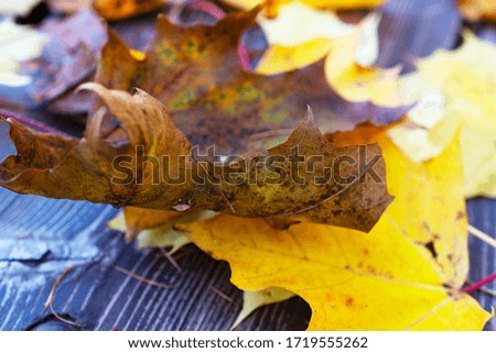 Fallen leaves on a wooden bench