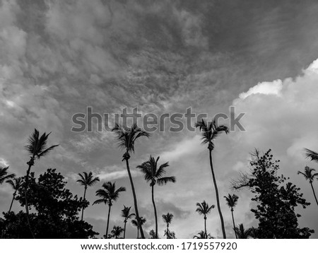 Black and White Photography of a Group of palm trees on a cloudy sky background in Seychelles.