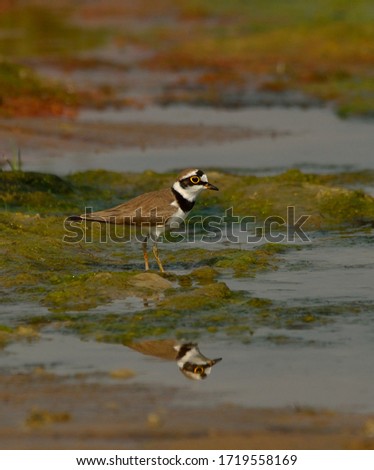 little ringed plover habitat in food search photo taken on 14.12.2017