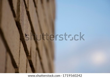 Bug on the bricked wall