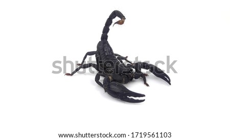 Scorpion  isolated  on  white  background.