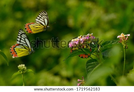 common zezebel butterfly in habitat photo taken on 
