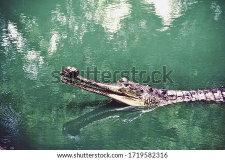 Picture of a indian Gharial , One of the reptiles cousin of Crocodiles.
