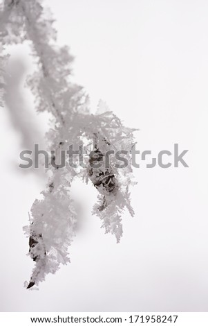 Details from a branch full of hoarfrost with natural background 