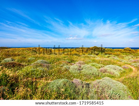 Wild vegetation in spring near the beach of Lampianu, Stintino, Sardinia