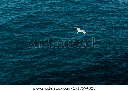 seagull flying over the coast. freedom concept. animals. birds.