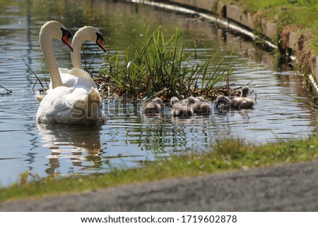 White Swans Parents Watching Their Young Cygnets in the sun in the Union Canal Water in Edinburgh Scotland