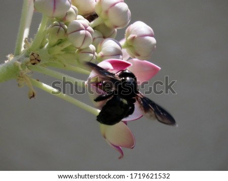 
the bee absorbs the nectar of flowers in order to provide the necessary food.
