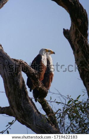 two fish eagles together sitting on a branch