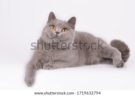 Blue british shorthair adult female cat on a white background isolate