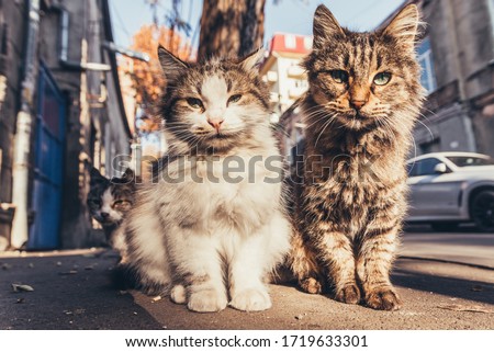 Cats sitting on the street. Royalty-Free Stock Photo #1719633301