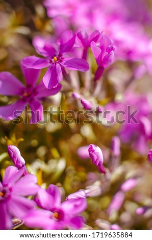 Small phlox flowers for spring garden decoration on a sunny day