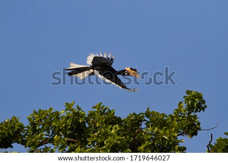 The Malabar pied hornbill (Anthracoceros coronatus), or lesser pied hornbill, is a bird in the hornbill family, a family of tropical near-passerine birds found in the Old World flying in the sky