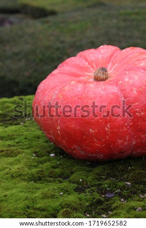 orange pumpkin on green grass