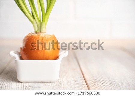 Onions with sprouted green onions with water drops in a white ceramic pot isolated on a white natural background. The concept of summer, spring, new life.