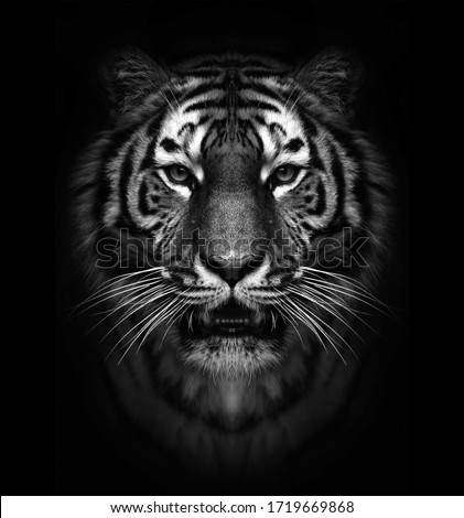 black and white wild tiger head  Royalty-Free Stock Photo #1719669868