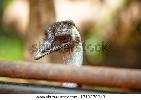 Head of an ostrich close-up in the woods