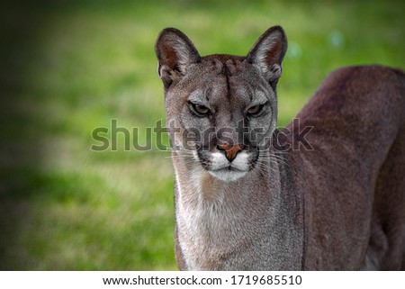 The cougar (Puma concolor) is a large felid of the subfamily Felinae. It is native to the Americas