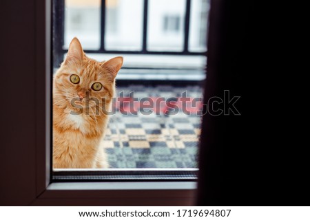 Ginger cat sits on the balcony and looks through the glass door. Royalty-Free Stock Photo #1719694807