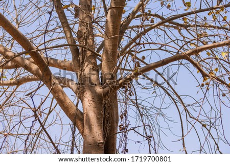 Pipal Tree Without Leaves Stock Photo