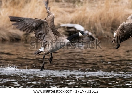 Canada Goose (Branta canadensis) taking flight from pond near bay of fundy
