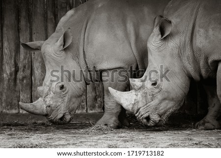 Two large rhinos standing together alert