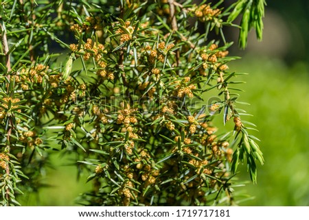 Juniper Juniperus communis Horstmann in bloom on bright green grass blurred garden background. Close-up on needles and flowers on juniper branches. Nature concept for spring design. Selective focus Royalty-Free Stock Photo #1719717181