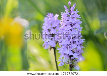 Dactylorhiza maculata, known as the heath spotted-orchid[2] or moorland spotted orchid, is an herbaceous perennial plant of the family Orchidaceae.