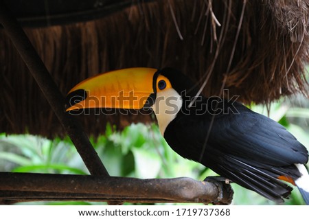 Toucan/Tucan bird resting under a parasol in the Brasilian/Argentinian Rainforest/Jungle