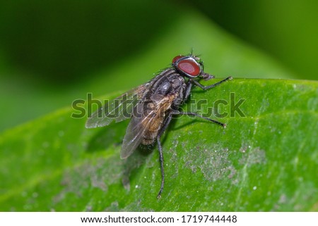 House fly eggs look like small grains of rice. Eggs hatch within 24 hours, and house fly larvae emerge.  Royalty-Free Stock Photo #1719744448