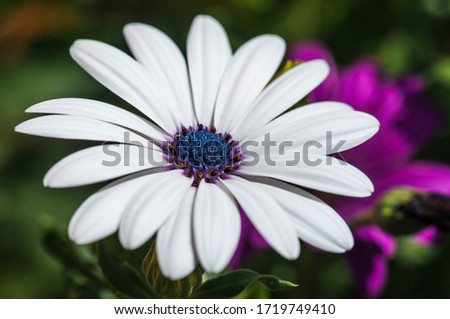 Beautiful white ald purple flowers in macro closeup. Wallpaper, background, desktop, cover.