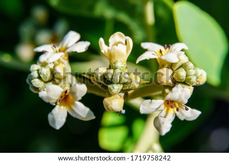 Black mangrove flowers (Avicennia germinans) macro - Hollywood, Florida, USA Royalty-Free Stock Photo #1719758242