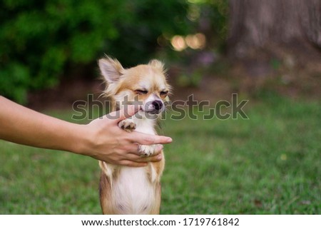 Little dog sits on hand and looks around in the park on summer day. Small American chihuahua holds hand and has cute thinking face.