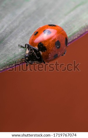 Macro Close up of ladybug coccinelle on a green leaf