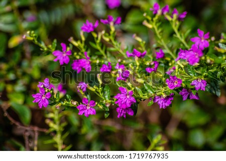 Picture of small purple flowers