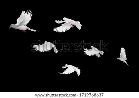 White doves group flying on black background and Clipping path .freedom concept and international day of peace Royalty-Free Stock Photo #1719768637