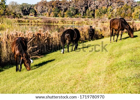 Picture of wild horse in the marsh