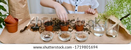 The child hand neatly lays the beet seeds in a pot of earth. In the room engaged in gardening.