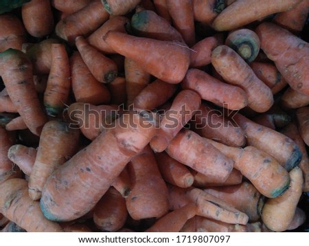 Carrots are biennial plants (12-24 months life cycle) that store large amounts of carbohydrates for these plants to flower in the second year. 