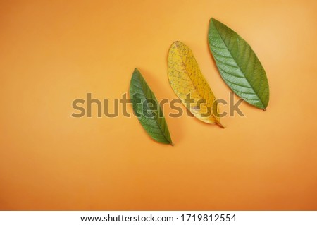 Pattern guava leaves isolated on orange background